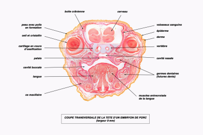 Embryon de Porc - tête en CT - vue légendée x4